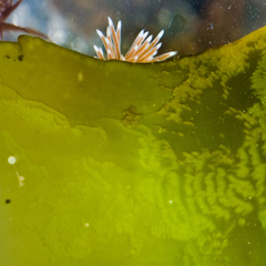 Cuthona divae