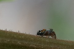 Phidippus californicus