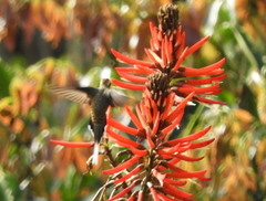 Phaethornis eurynome