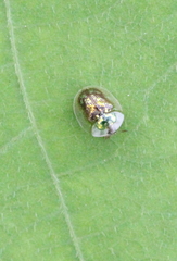 Cassida obtusata