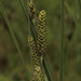 Water Sedge - Photo (c) Susan, some rights reserved (CC BY-NC), uploaded by Susan