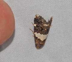Epopsima fasciolata