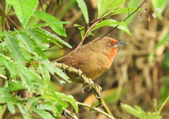 Phacellodomus erythrophthalmus