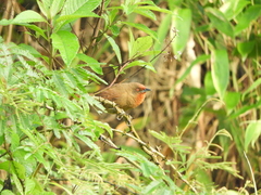 Phacellodomus erythrophthalmus