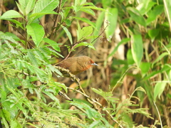 Phacellodomus erythrophthalmus