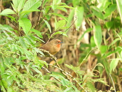 Phacellodomus erythrophthalmus