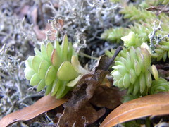 Sedum greggii