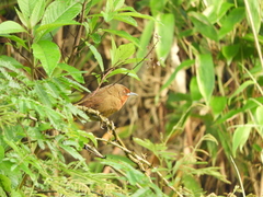 Phacellodomus erythrophthalmus