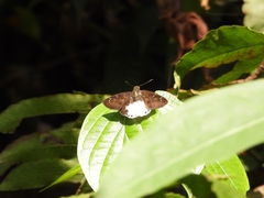 Tagiades calligana