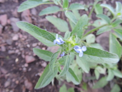 Salvia hirsuta