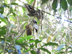 Philydor atricapillus