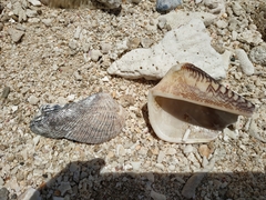 Lamarcka ventricosa