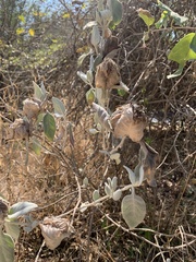 Barleria albostellata