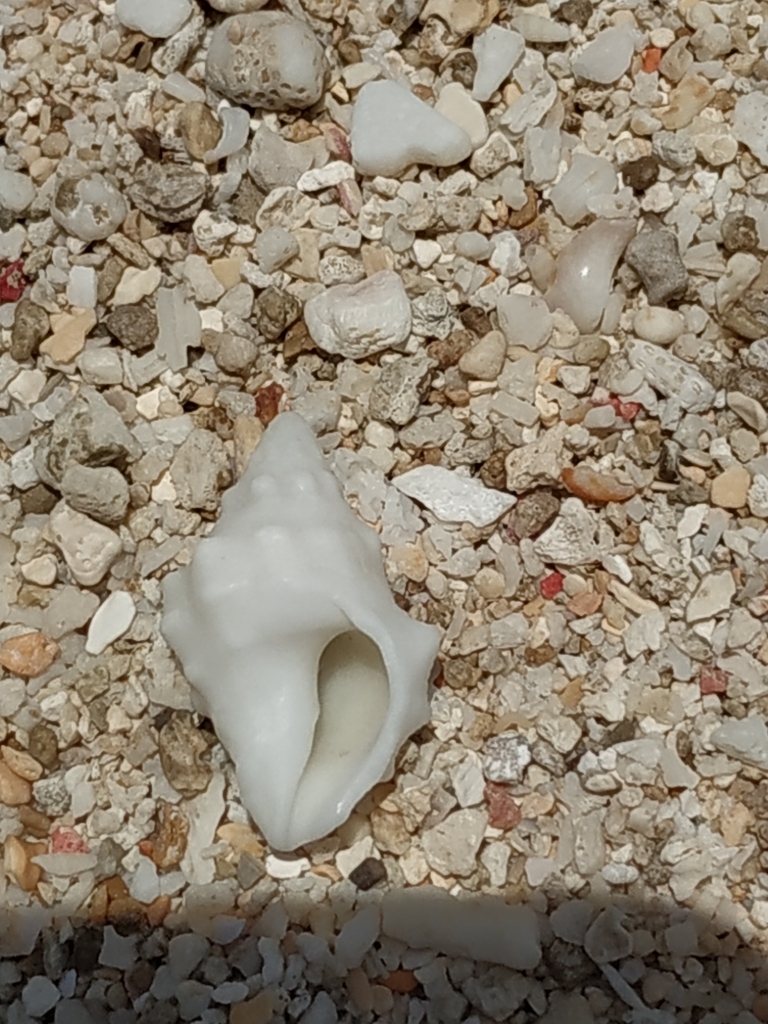 Horn drupe