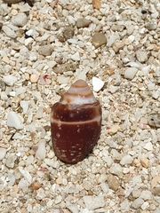 Mitridae