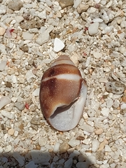 Mitridae