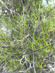 Porophyllum gracile