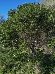 Euclea natalensis obovata