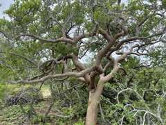 Bursera exequielii