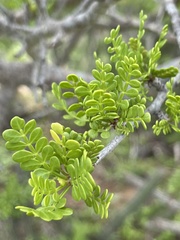 Bursera exequielii