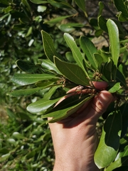 Euclea natalensis obovata