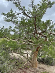 Bursera exequielii