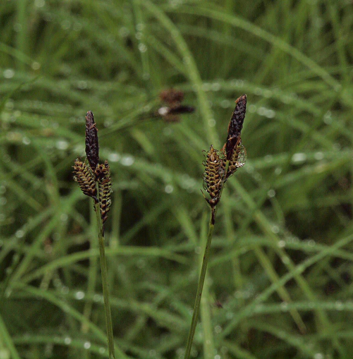 Carex scopulorum var. bracteosa