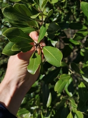 Euclea natalensis obovata