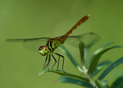 Sympetrum kunckeli