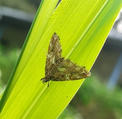 Paracymoriza