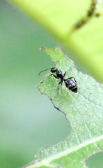 Camponotus vitiosus