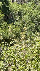 Sphyrapicus ruber
