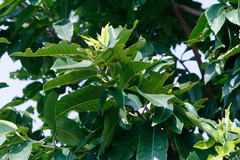 Glochidion zeylanicum