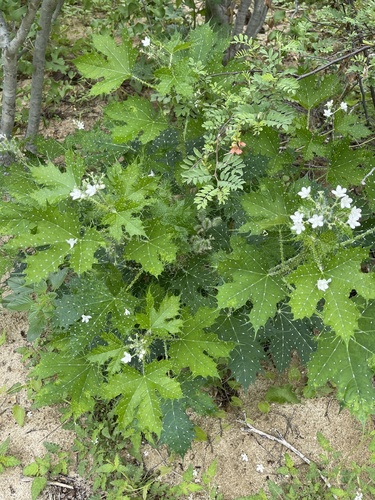 Spotted Bullnettle