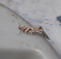 Aristotelia fungivorella