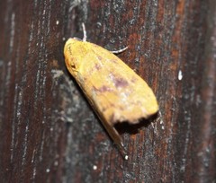 Earias luteolaria