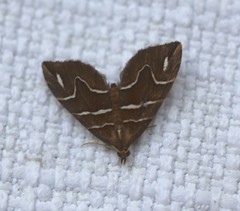 Chaetolopha leucophragma