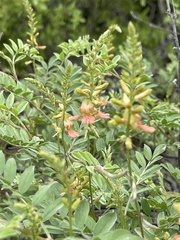 Indigofera fruticosa