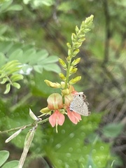 Indigofera fruticosa