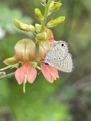 Indigofera fruticosa