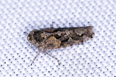Dixianus utahnus