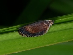 Lophops carinata