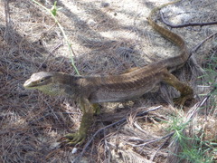 Varanus panoptes