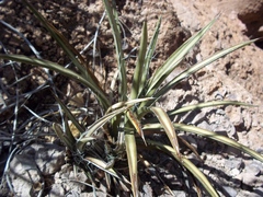 Agave felgeri