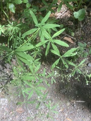 Galium sylvaticum