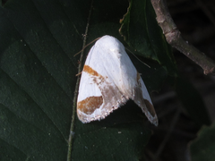 Sphragifera biplagiata