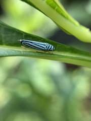 Graphocephala flavovittata