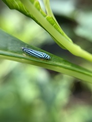 Graphocephala flavovittata
