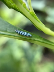 Graphocephala flavovittata