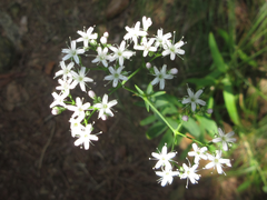 Gypsophila oldhamiana